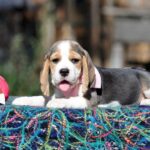 Erick-male-Beagle-puppy-for-sale-1