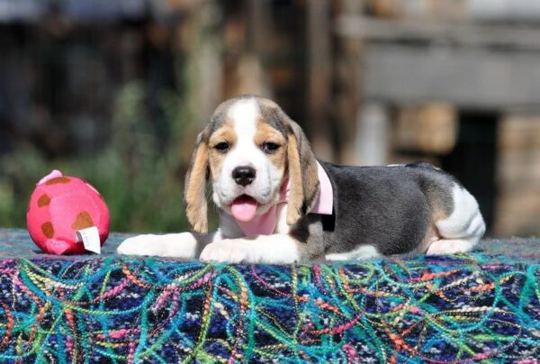 Erick Beagle Erick Beagle