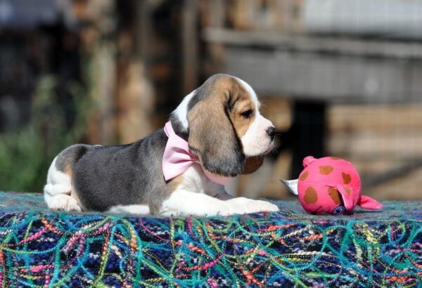 Erick Beagle Erick Beagle