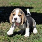 Erick-male-Beagle-puppy-for-sale-3