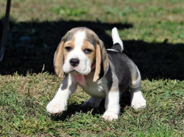 Erick Beagle Erick Beagle