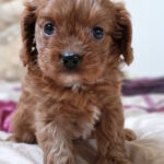 Erin-female-cavapoo-puppy-for-sale-1 (1)