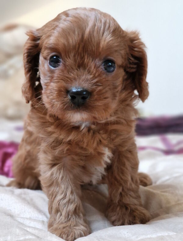 Erin Cavapoo