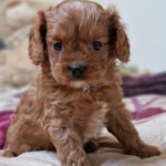 Entoni Cavapoo