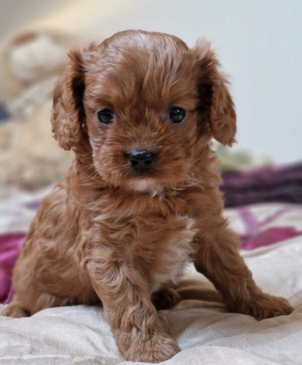 Erin Cavapoo