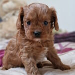 Erin-female-cavapoo-puppy-for-sale-1 (3)