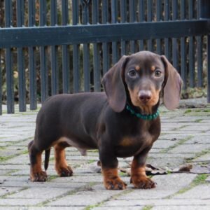 Ernest Miniature Dachshund Ernest Miniature Dachshund