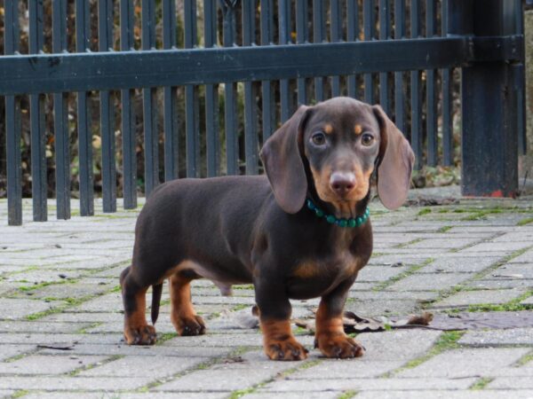 Ernest Miniature Dachshund Ernest Miniature Dachshund