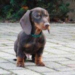 Ernest-male-miniature-dachshund-puppy-for-sale-1 (2)