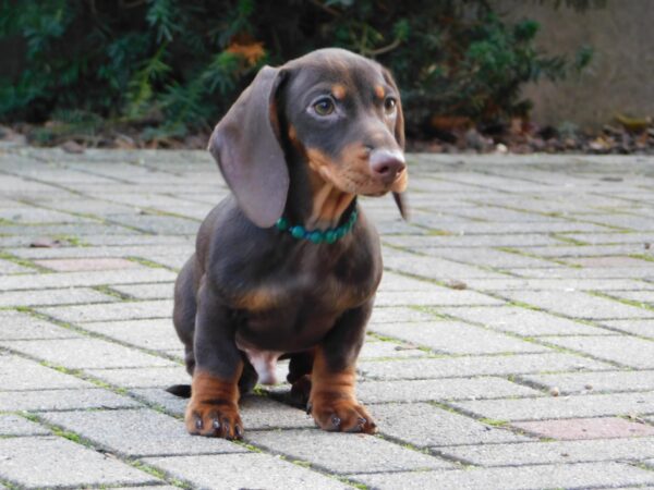 Ernest Miniature Dachshund Ernest Miniature Dachshund