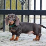 Ernest-male-miniature-dachshund-puppy-for-sale-1 (3)