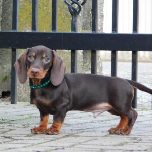 Ernest Miniature Dachshund Ernest Miniature Dachshund