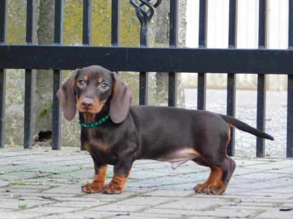 Ernest Miniature Dachshund Ernest Miniature Dachshund