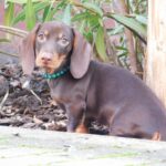 Ernest-male-miniature-dachshund-puppy-for-sale-1 (4)