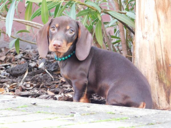 Ernest Miniature Dachshund Ernest Miniature Dachshund