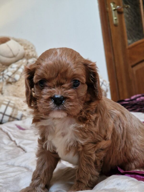 Esta Cavapoo