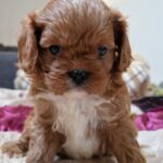 Esta-female-cavapoo-puppy-for-sale-1 (2)