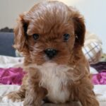 Esta-female-cavapoo-puppy-for-sale-1 (3)