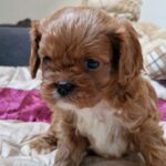 Esta-female-cavapoo-puppy-for-sale-1 (4)