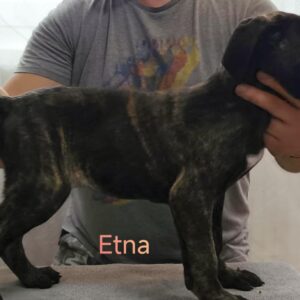 Etna Cane Corso Etna Cane Corso