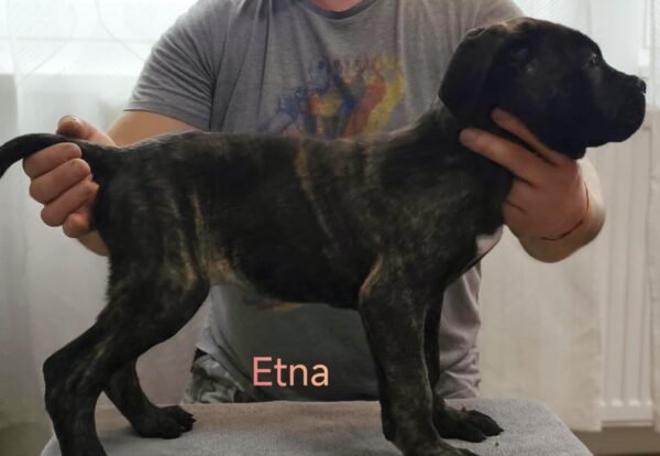 Etna Cane Corso Etna Cane Corso