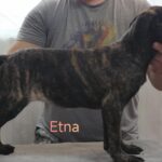 Etna-female-cane-corso-puppy-for-sale-1 (2)