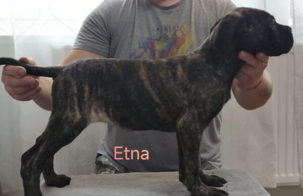 Etna Cane Corso Etna Cane Corso
