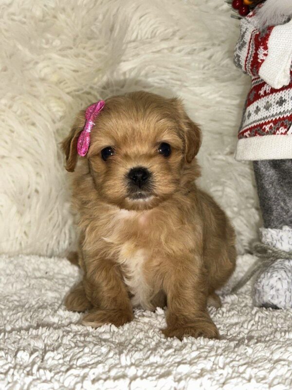 Eva Maltipoo Eva Maltipoo