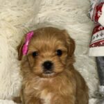 Eva-female-Maltipoo-puppy-for-sale-2