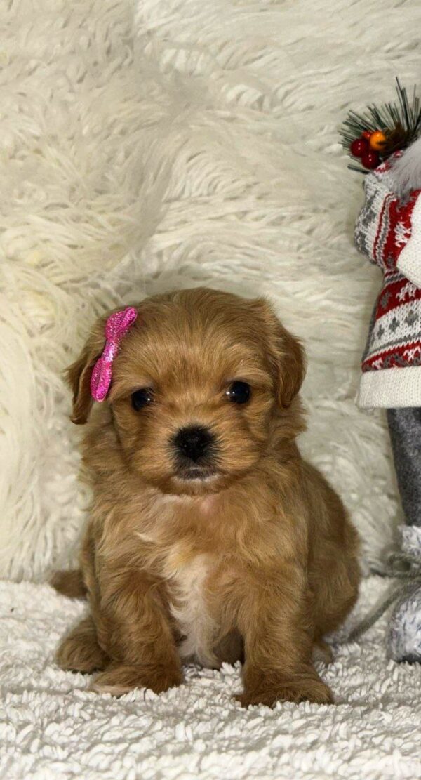 Eva Maltipoo Eva Maltipoo