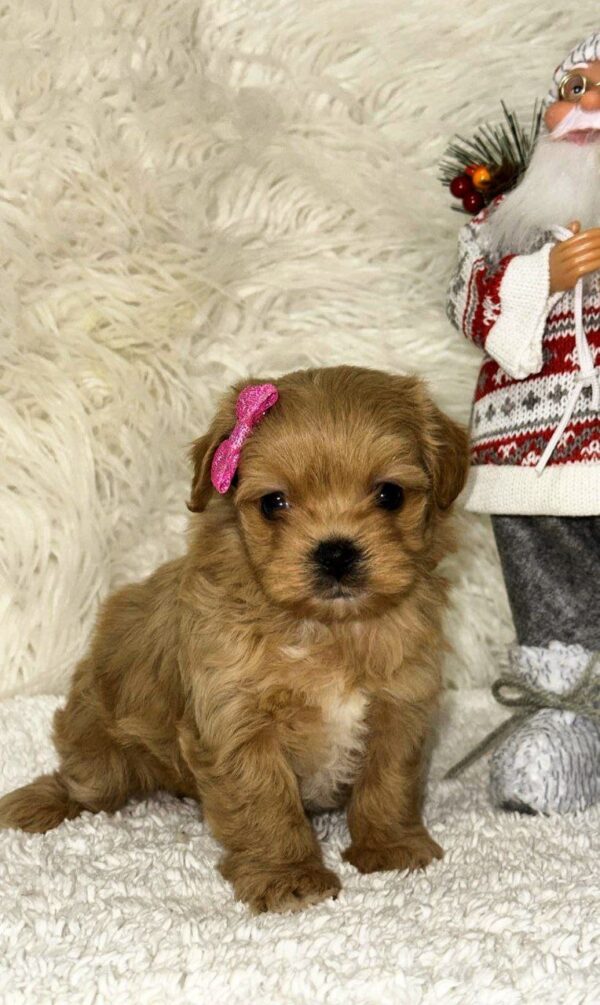 Eva Maltipoo Eva Maltipoo