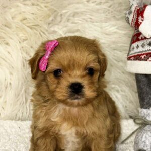 Eva Maltipoo Eva Maltipoo