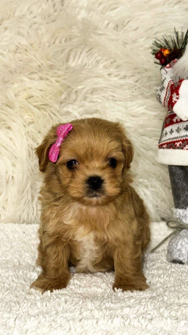 Eva Maltipoo Eva Maltipoo