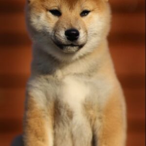 Everest Shiba Inu