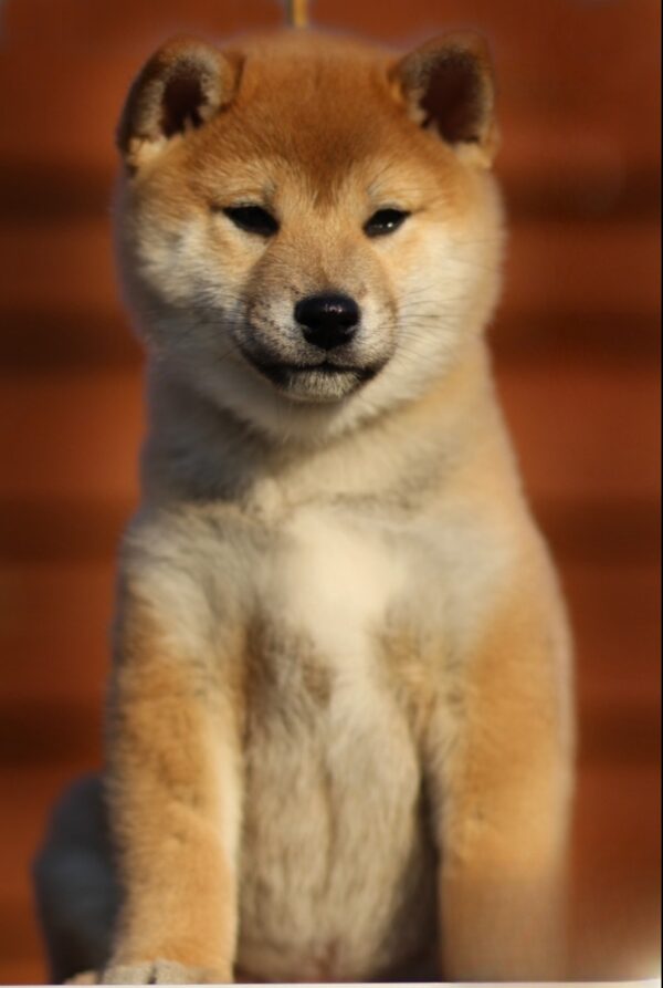 Everest Shiba Inu Everest Shiba Inu