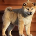 Everest-male-shiba-inu-puppy-for-sale-1 (2)