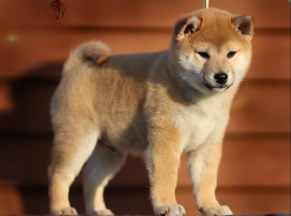 Everest Shiba Inu Everest Shiba Inu