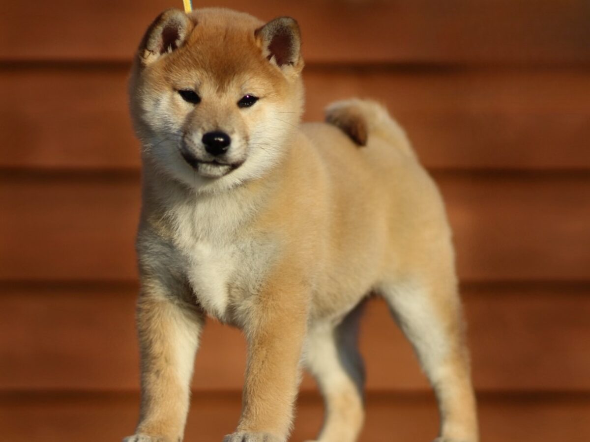 Inu Price Local Shiba Inu Breeders Shiba Inu Dogs And Puppies For Sale