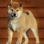Juice Orange Shiba Inu