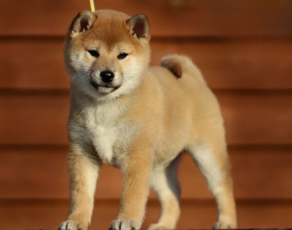 Everest Shiba Inu Everest Shiba Inu