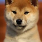 Everest-male-shiba-inu-puppy-for-sale-1 (4)