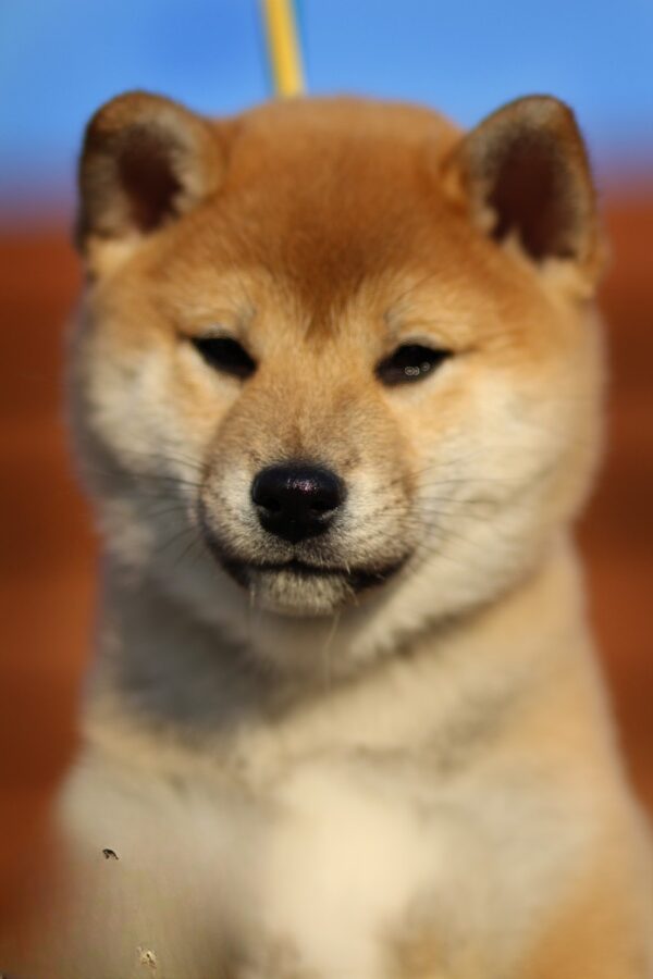 Everest Shiba Inu Everest Shiba Inu