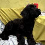 FANHORN-male-Giant-Schnauzer-puppy-for-sale-1