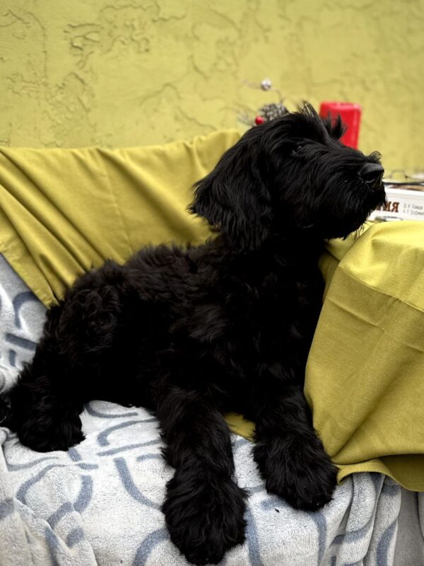 Fanhorn Giant Schnauzer Fanhorn Giant Schnauzer