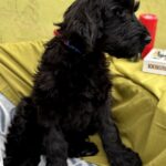 FANHORN-male-Giant-Schnauzer-puppy-for-sale-2