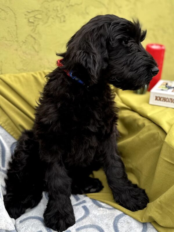 Fanhorn Giant Schnauzer Fanhorn Giant Schnauzer