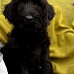 FANHORN-male-Giant-Schnauzer-puppy-for-sale-3