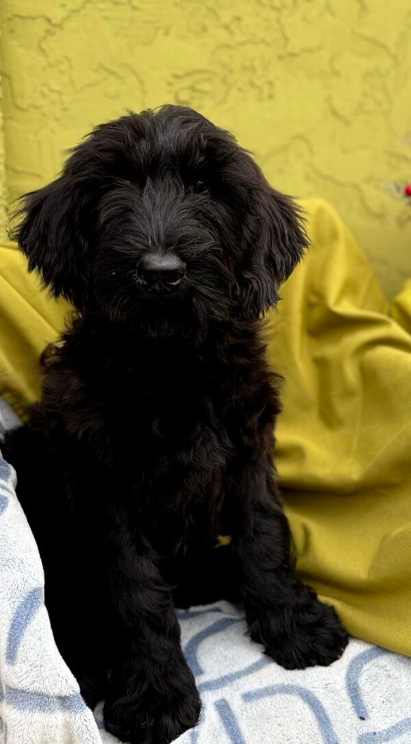 Fanhorn Giant Schnauzer Fanhorn Giant Schnauzer