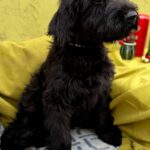 FAYRA-female-Giant-Schnauzer-puppy-for-sale-1