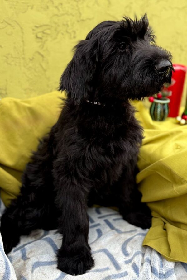 Fayra Giant Schnauzer Fayra Giant Schnauzer